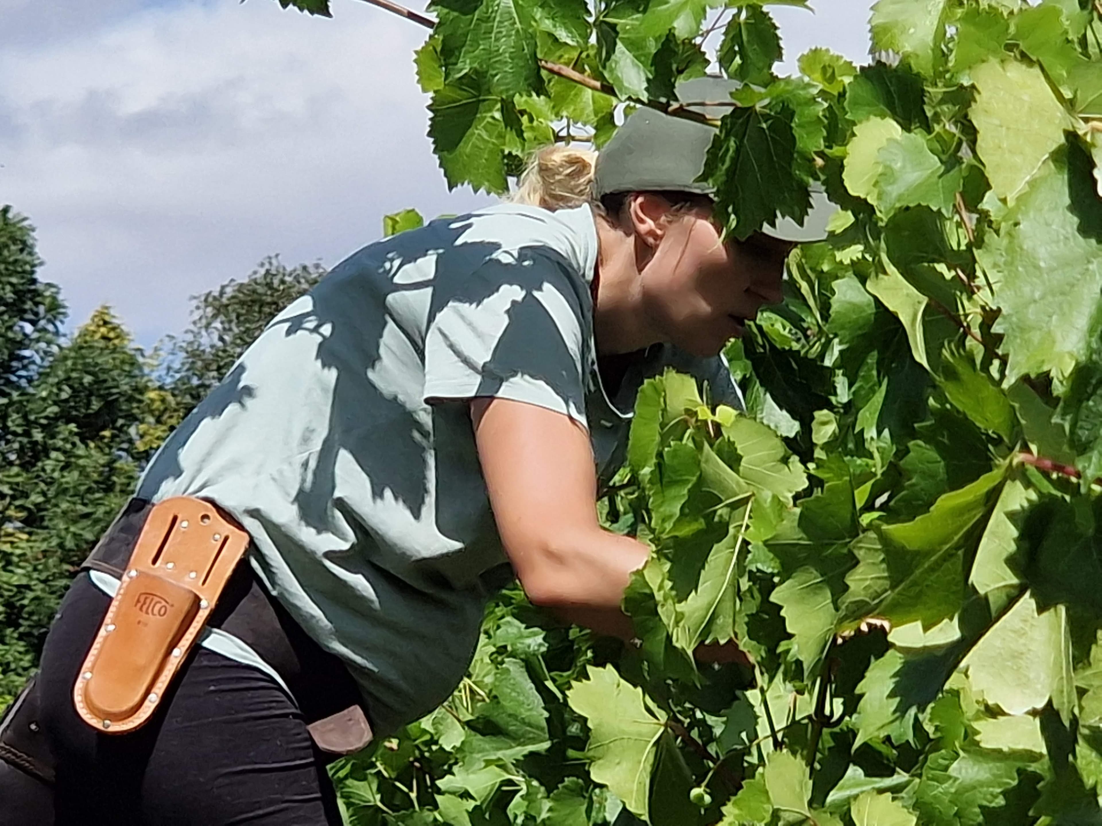 Working through the vine canopy in summer