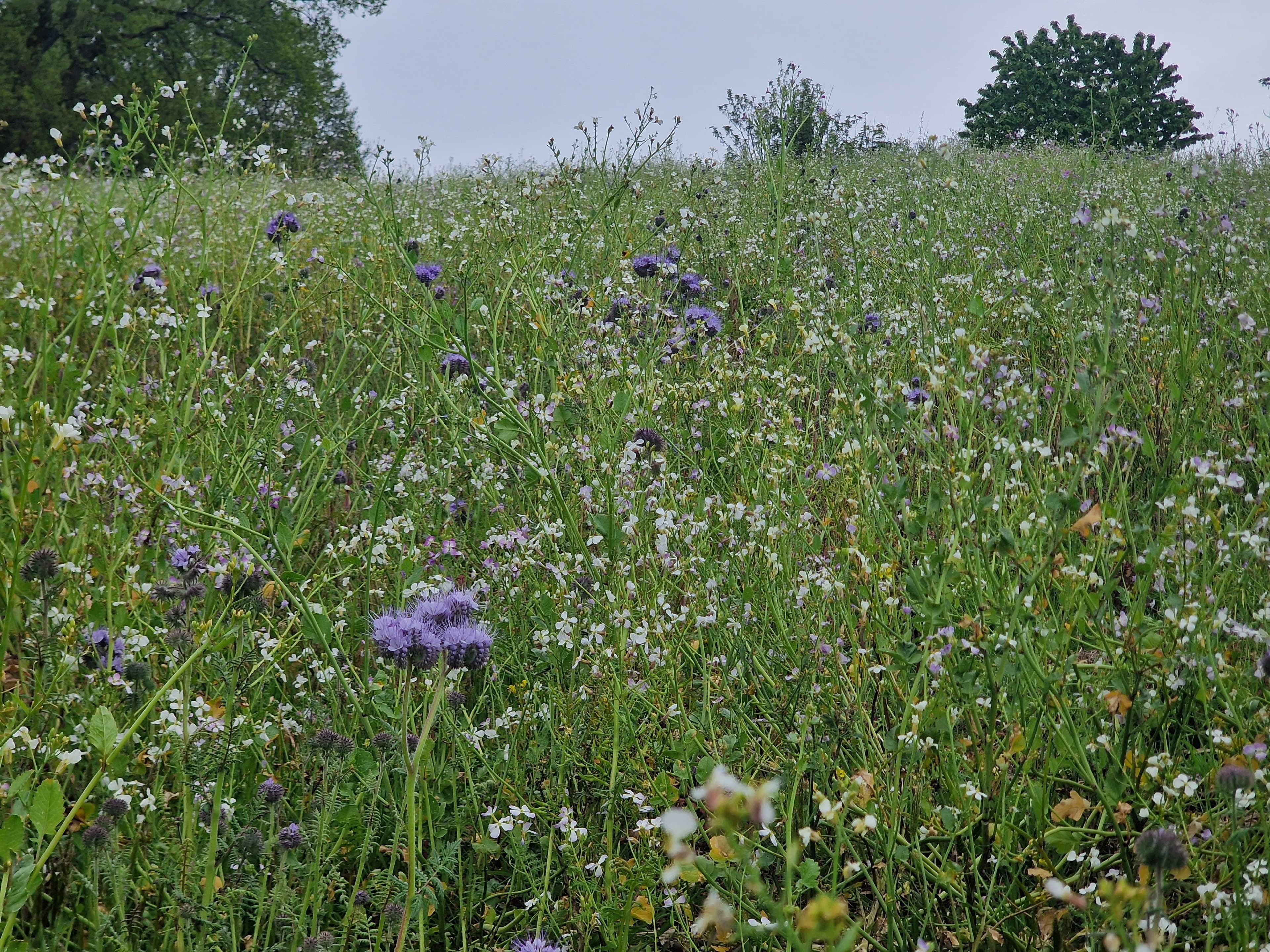 Wildflower cover crop on the Ochram slope