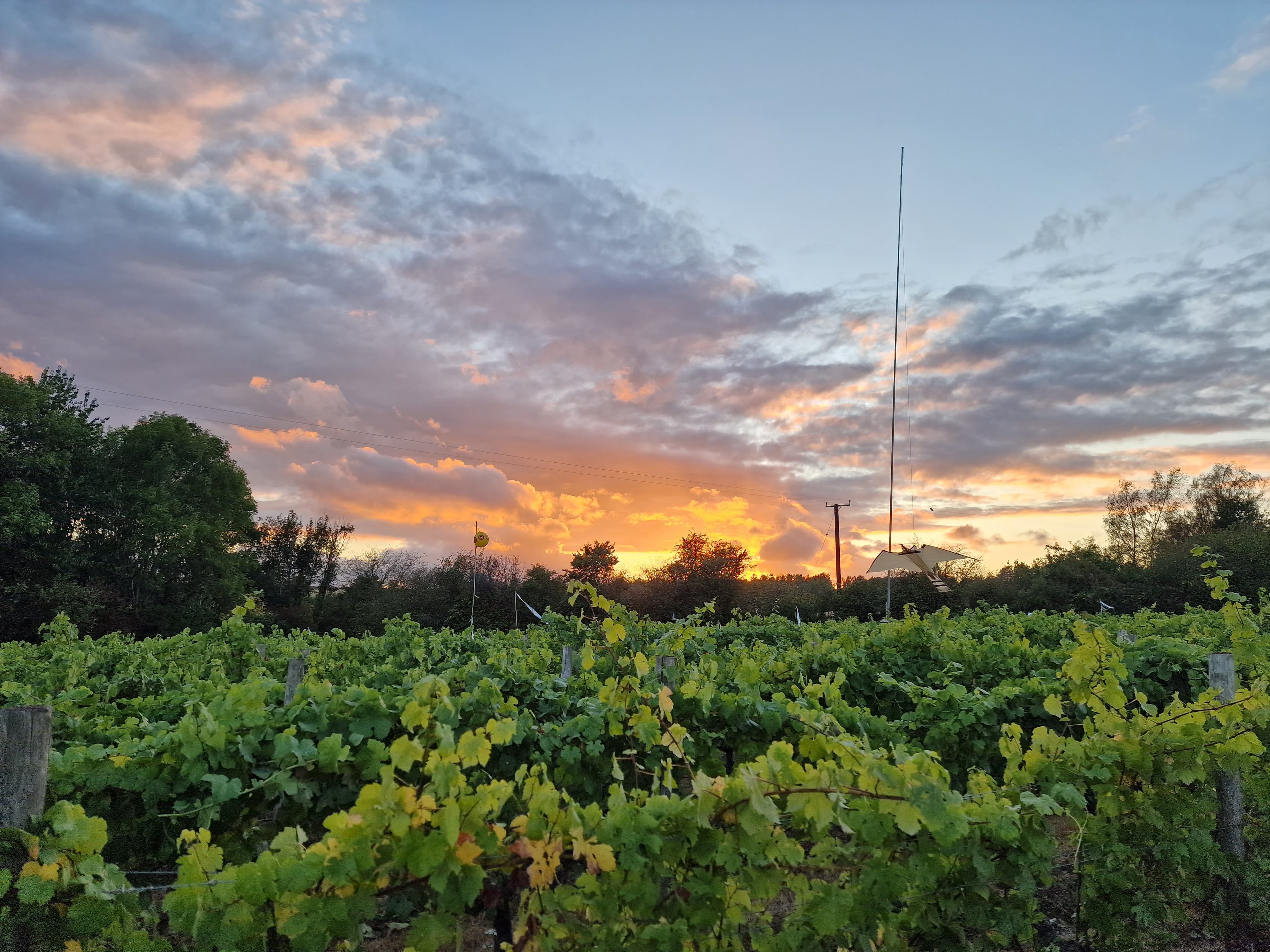 Evening over the vines at Pen-y-Clawdd, Monmouthshire