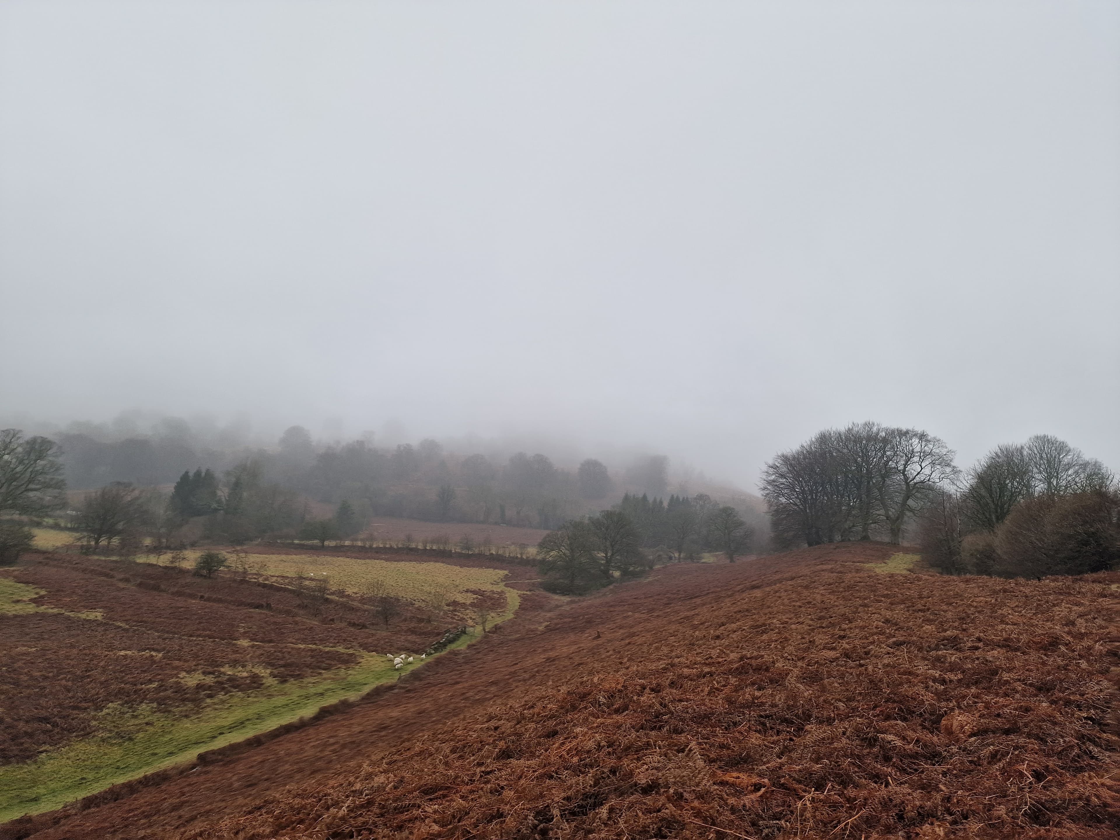 Mist over bracken and upland pasture in Bannau Brycheiniog