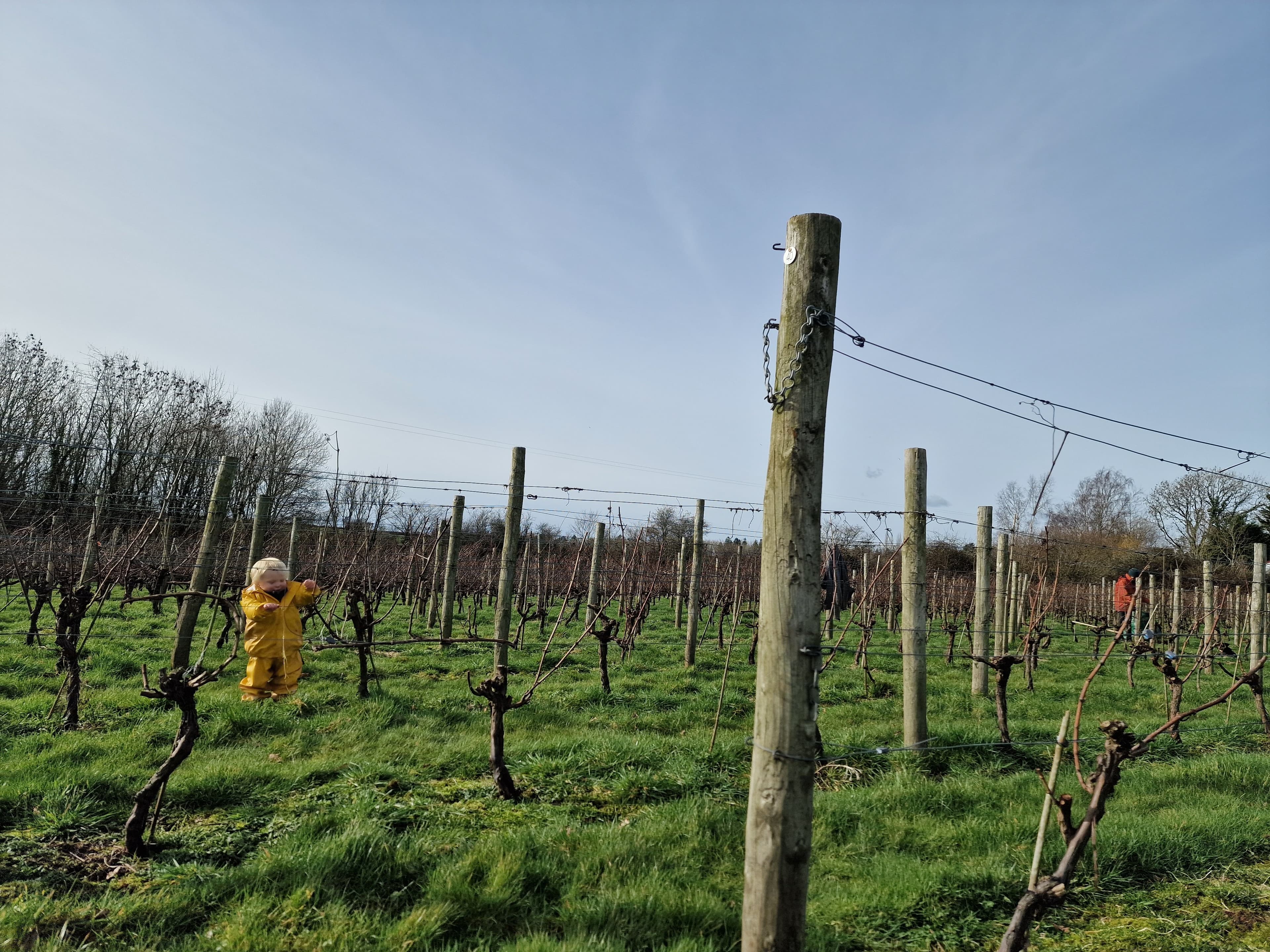 Winter pruning among bare vines